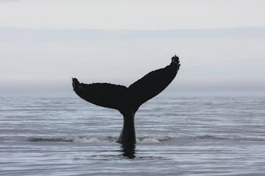 3 часа полуночного солнца наблюдение за китами тур Акюрейри